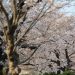 桜咲く三ツ池　2021