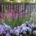 花壇コンクール受賞おめでとうございます！